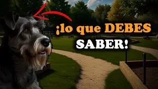 🔍📉 SCHNAUZER: Lo Que DEBES SABER Antes de Adoptar Uno 🐕