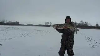 HUNTING FOR TROPHY PIKES!!! THE LINE RINGS IN YOUR HANDS!!! PIKE HERRING!!!!!
