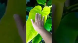 Philodendron Golden Calkins