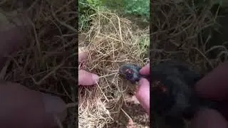AWESOME SURVIVAL TIP 🔥 FERRO ROD VS WIRE WOOL 🔥 #shorts #bushcrafttools #survivalskills