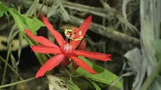 Discovering Nature's Hidden Paradises