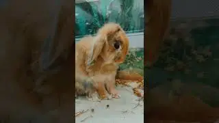Рыжий декоративный кролик вислоухий
