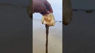 Go back to the sea, you beautiful jellyfish|| #shorts #jellyfish #sea