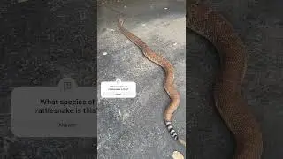 Giant rattlesnake in my driveway 🐍 #massiverattlesnake