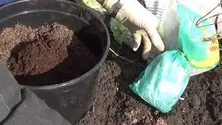 Ах, гортензия Фантом проснулась, что делать?