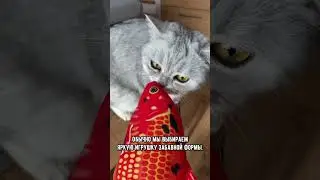 Почему коты игнорируют игрушки для котов, а предпочитают играть с фантиком или резинкой #коты #кот