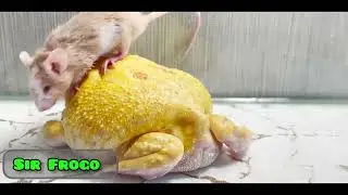Beware***Live Feeding*** this one is a bit Gruesome! Massive Bullfrog eating a mouse! pls subscribe