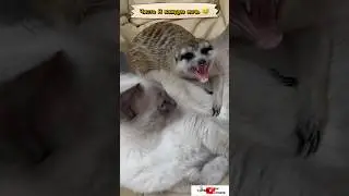 Из какого мультфильма? 😉 