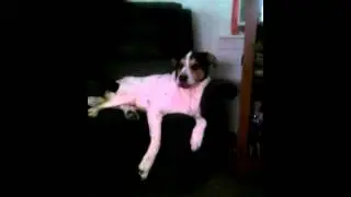 Jacob Speaks Dog