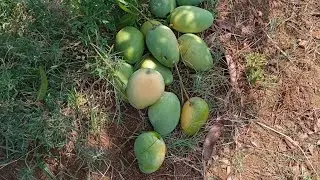 మా తోట లోని మామిడి కాయలను కోసాం#mango #farm #harvesting #nanduandhanith