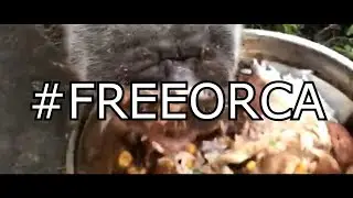 #FreeOrca