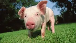 I made free to use baby dolittle animal flashcards remake without the voice