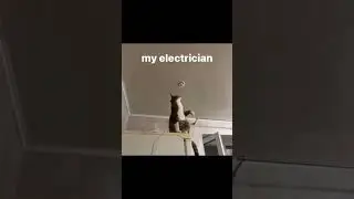 Electrician Cat 😻 #cat #ytshorts #shorts #viralvideo #youtubeshorts