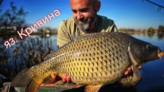 яз. Кривина