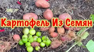 Выращивание Картофеля Из Семян 403 Дня Полный Цикл