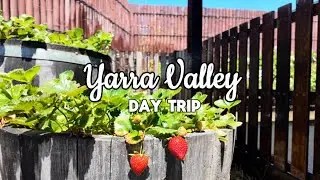 Yarra Valley Day Trip | Top Places to Visit in Yarra Valley | Melbourne | Australia Travel