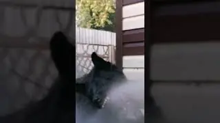 цвет настроения чёрный, скучаем по тебе мальчишка Гром 😢