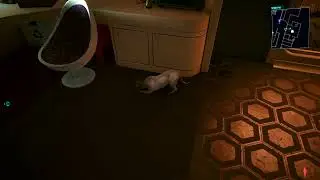 Nibbles sharpening his claws on the carpet | Cyberpunk 2077