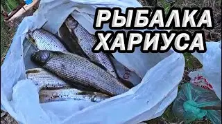 Рыбалка хариуса (на таёжной реке)