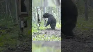Медведь и зеркало. 
