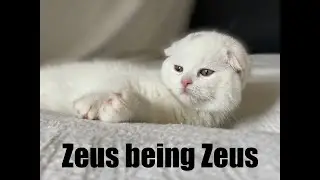 Zeus the Snowflake