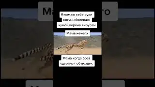 Мемы по ТикТоку #1004