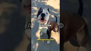 Собака, которая выглядит как качок из зала, но при этом в душе обнимается с игрушечным мишкой 💪🐻