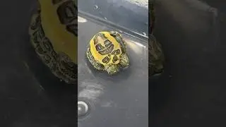 Two headed turtle Update‼️