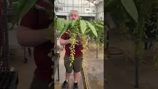 Horticulturist shares about orchid Cycnoches farnsworthianum.  #Orchids #PublicGardens