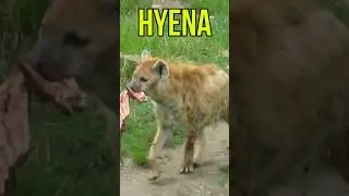 Hyena 