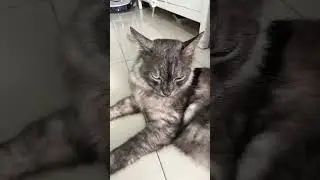 Chocolate strawberry cat 🐱