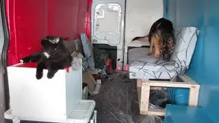 cute puppy kitty play fights in van & doors getting primer StarLite a Ford Transit Van  May 2025