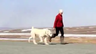 Движения САО / central asian shepherd dog motion