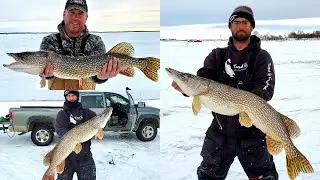 Catching GIANT Northern Pike (Multiple 40 Inch Pike)