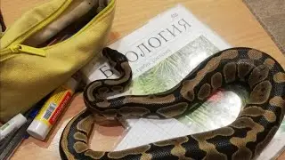 Кормление Змеи / Чем Кормить Змею / Как Кормить Региуса / Кормление Питона Живыми Грызунами