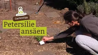 Sow parsley in April: Prepare the bed and sow cut parsley