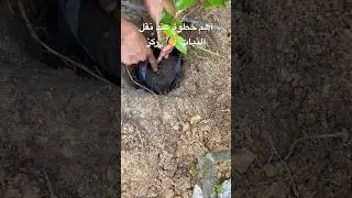 عند نقل أي شجرة للأرض أو لوعاء أكبر هنالك خطوة مهمة اذا لم تقم بها حتماً ستؤدي لموت النبات 👌🌿