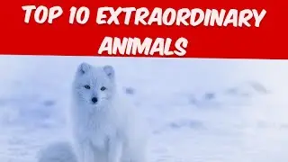 Top 10 Extraordinary Animals!!