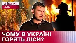 Лісові пожежі в Україні: спеціаліст ДСНС про причини загорянь та наслідки