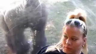 Gorilla Brings Me Flowers Then Tries To Eat The Candy at Omaha Zoo