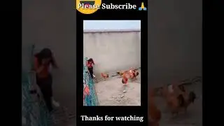 Funniest Animals ! Look how the hen kills a girl by running away, 