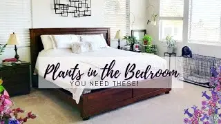 Plant Collection Monstera Albo and more!