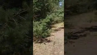 дальний парк п/п 01410 район 4 го поста