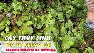 Aquarium Plant Overview: Salvinia molesta for aquariums