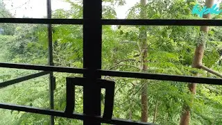 I am Back after a Long Break | A Snapshot of the View From My Window | Vlog 1