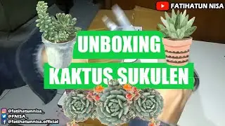 Unboxing Kaktus Sukulen | Unboxing Cactus Succulent