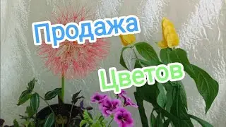 1часть🪴🌱🍀 ПРОДАЖА цветов ДОМАШНЕЙ КОЛЛЕКЦИИ