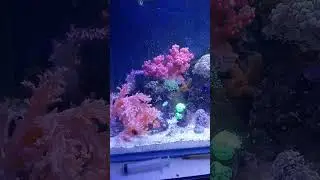 Экспериментальный бюджетный морской аквариум. Асцидии.