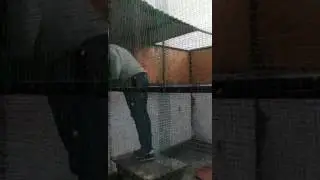Разведение соколов в Украине