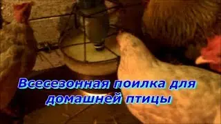 Всесезонная поилка  для домашней  птицы
